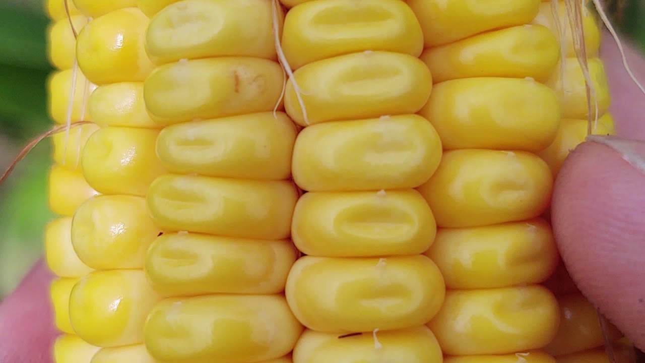 Corn Reproductive Staging R2 R6