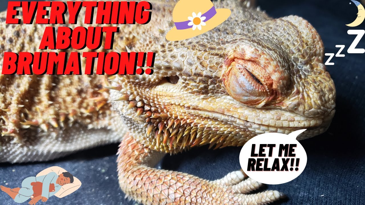 EVERYTHING TO KNOW ABOUT BEARDED DRAGON BRUMATION  2022 SLEEPY TIME