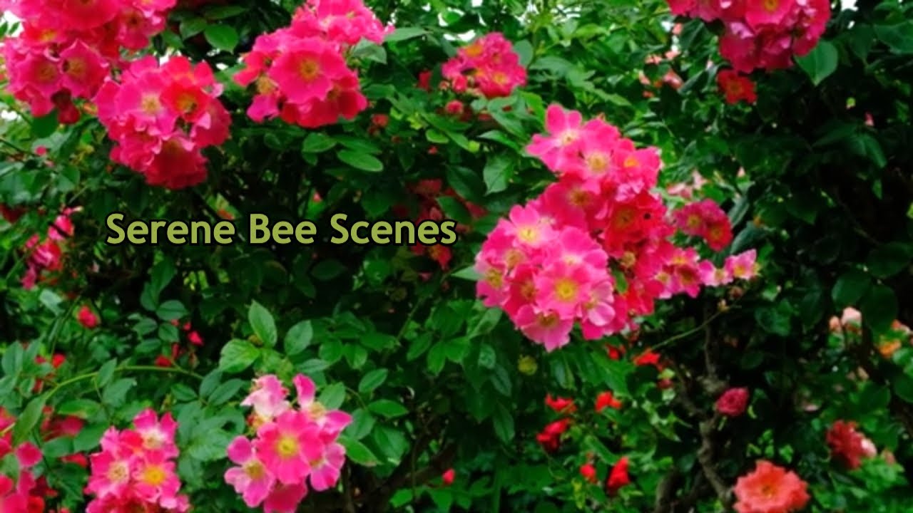 Serene Bee Scenes: A Calming Escape