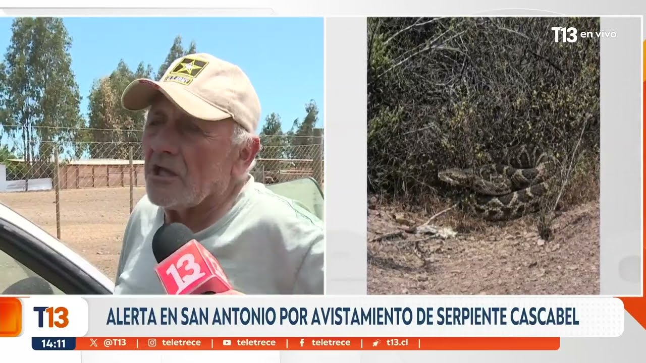 Buscan serpiente de cascabel en San Antonio