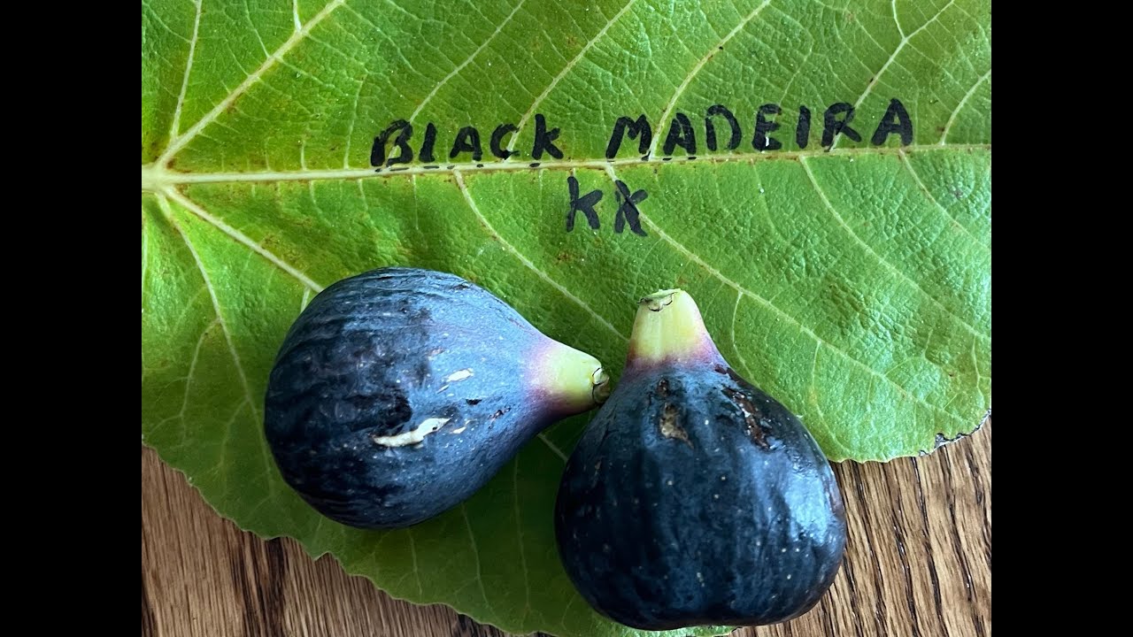 Black Madeira KK Tasting