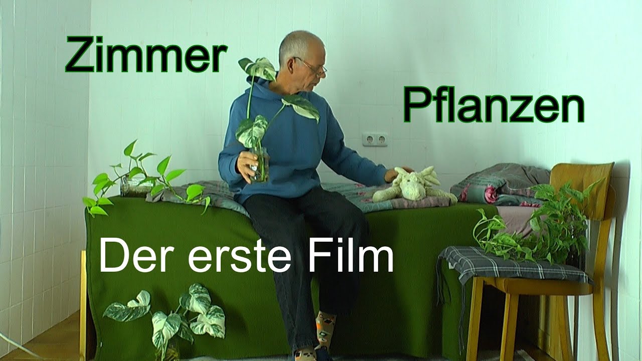Monstera der Erste Film über Zimmerpflanzen im neuen zu Hause
