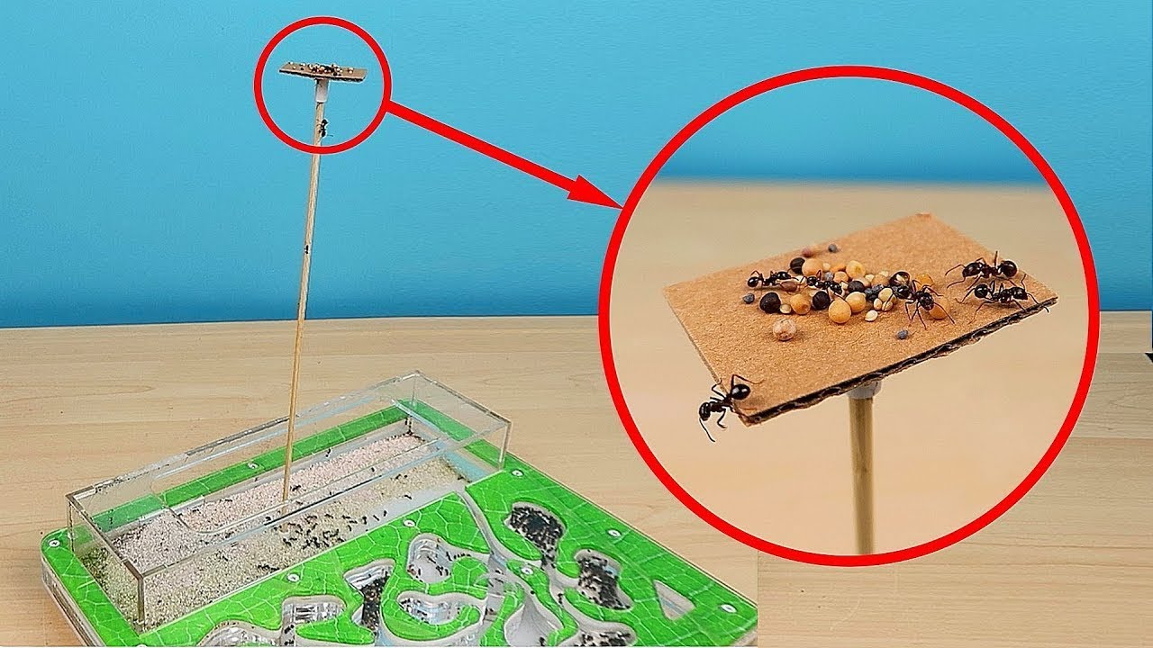¡TORRE DE ALIMENTO PARA HORMIGAS! PROBAMOS UN ANTIESCAPE