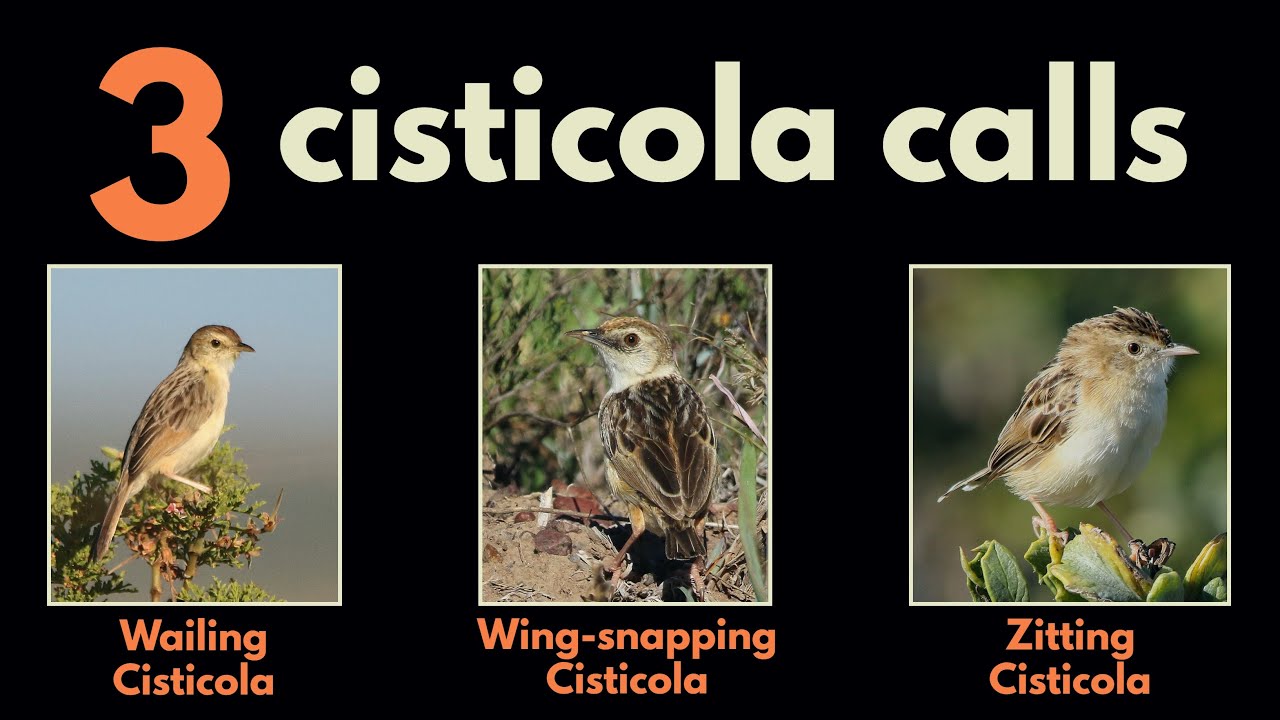3 CISTICOLA CALLS - part 5 (Wailing Cisticola, Wing-snapping and Zitting Cisticola)
