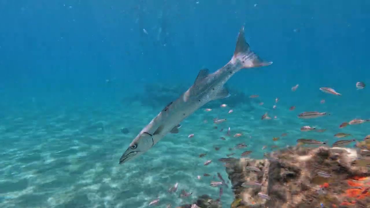 Barracuda Bonanza at Blue Heron Bridge