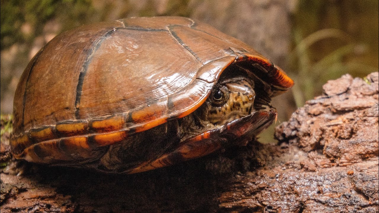 Searching for the elusive Mud Turtle!