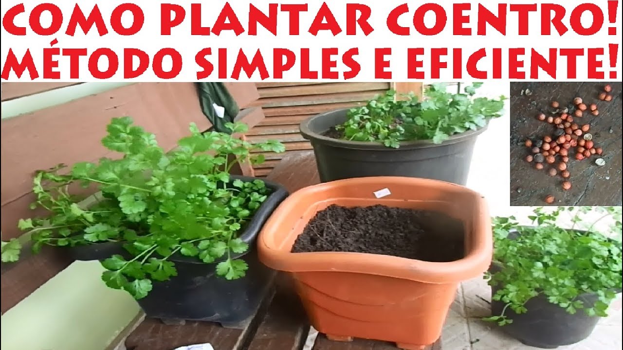 Como Plantar Coentro (método mais simples e fácil do mundo)
