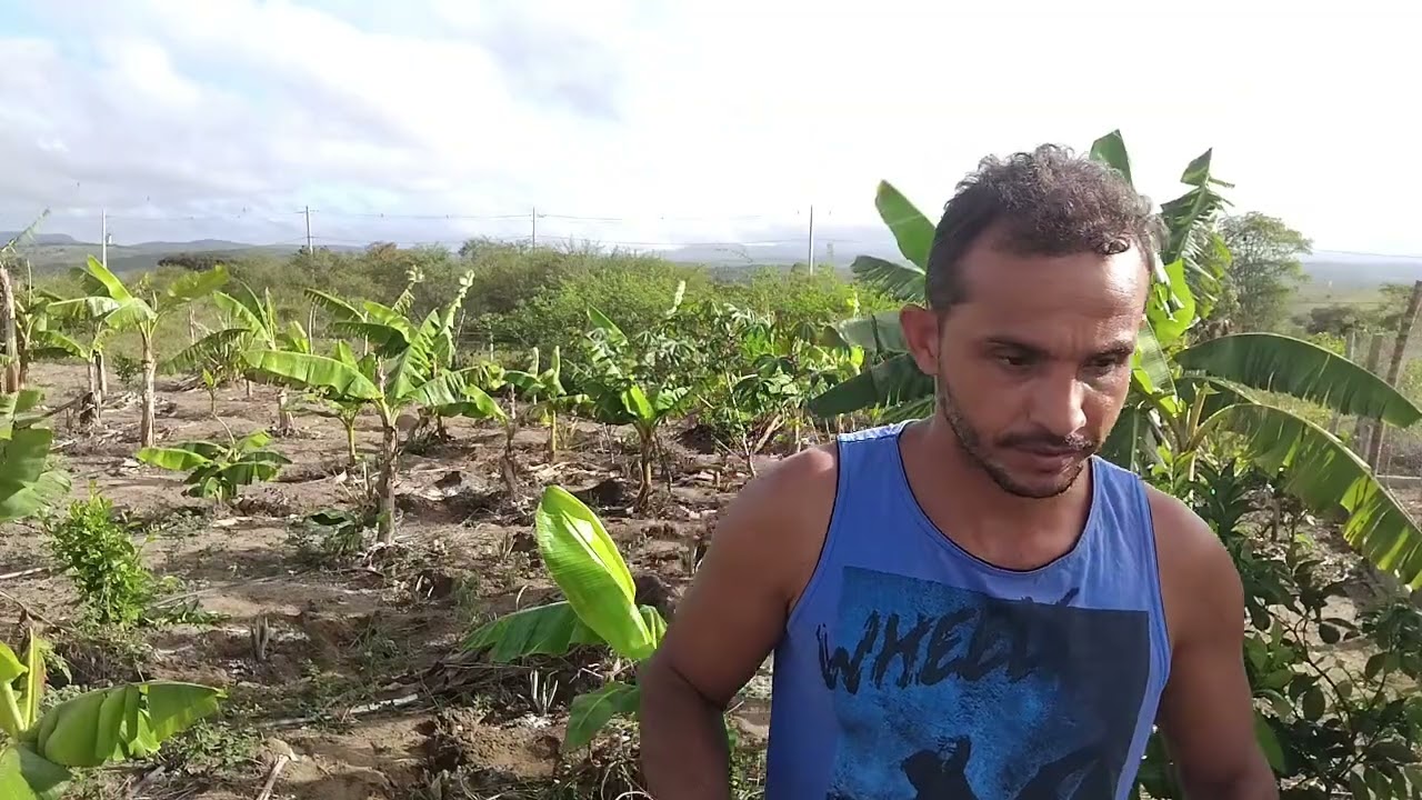 Plantando abacaxi