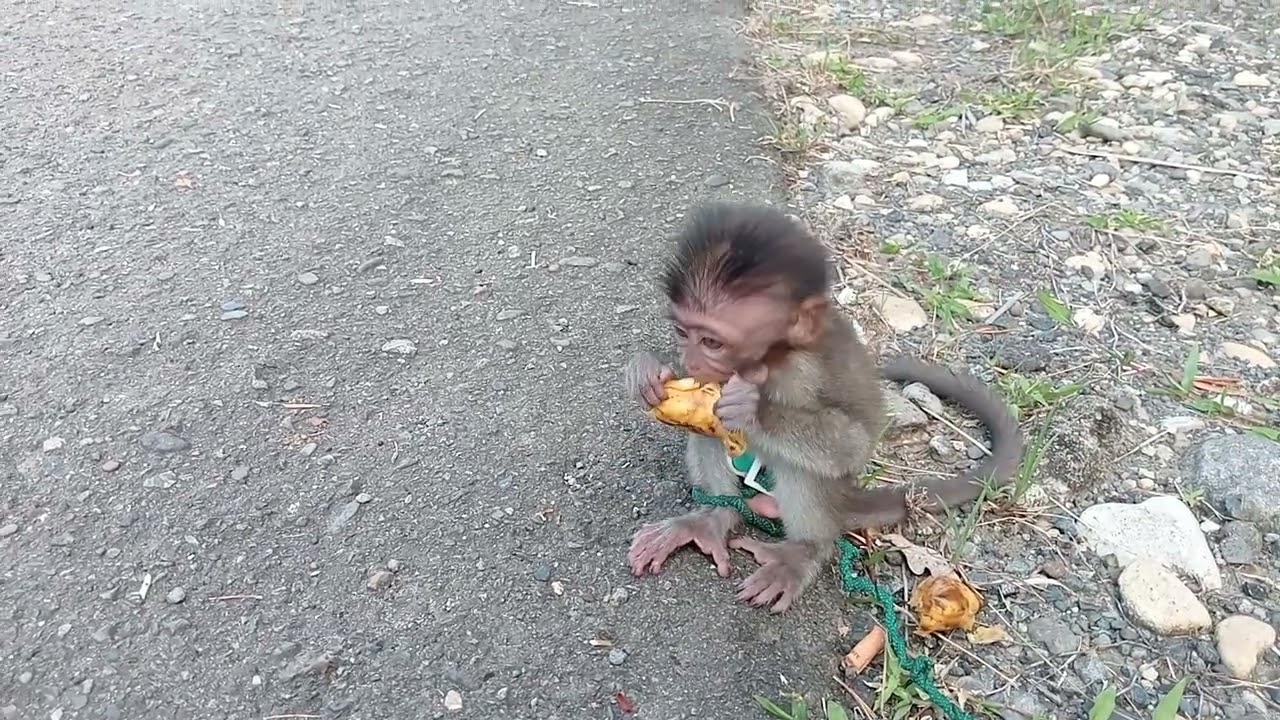 MONKEY YUNA ,SELALU PINGIN DIBAWAA BAWA,MAKAN DIPINGGIRJALAN.