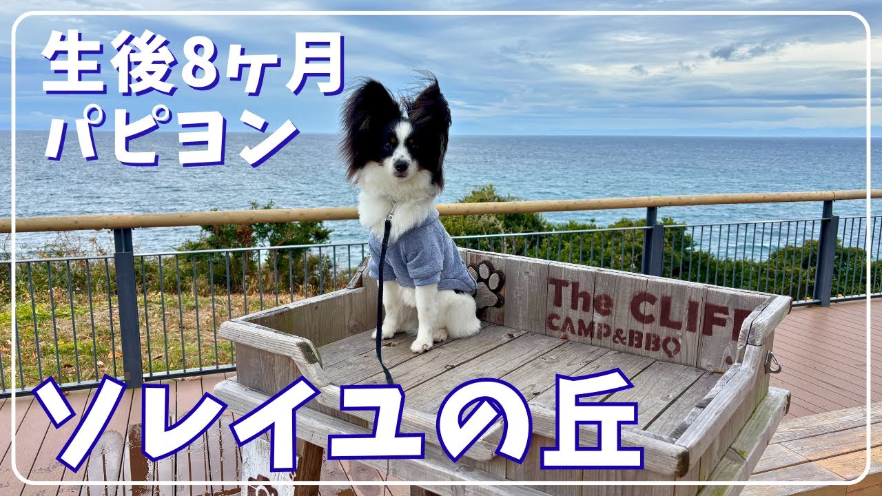 生後8ヶ月パピヨン、ソレイユの丘でおやつ大量ゲット！｜大人も子どももわんちゃんも！一日中遊べる公園に行ってきた！
