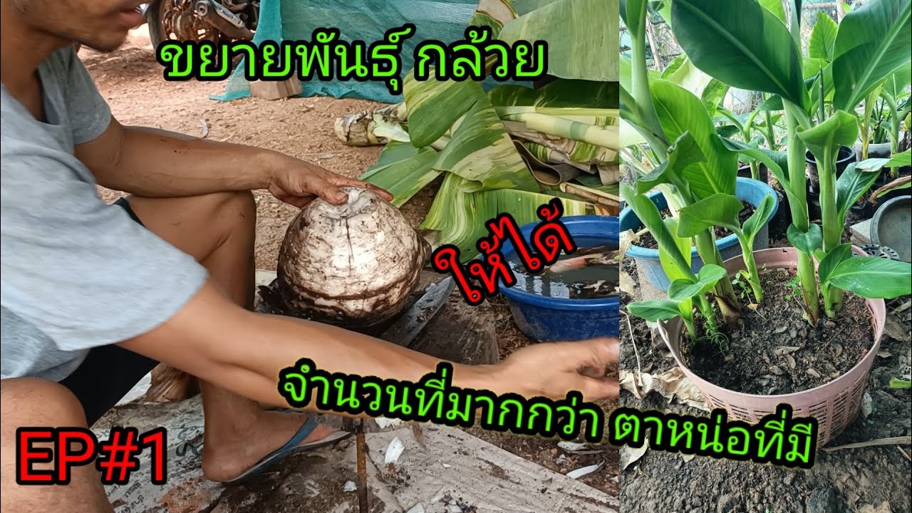 #ขยายพันธุ์กล้วย ให้ได้จำนวนหน่อที่มาก กว่าตาหน่อที่มี เพื่อเพิ่มจำนวนในเวลาที่เร็วกว่า