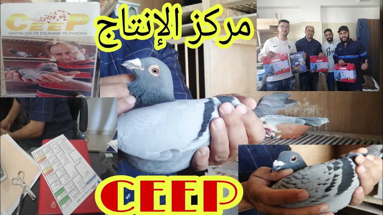 مركز الإنتاج💥CEEP💥خاص بالبطل خنوس صلاح الدين🏁ومع أقوى👊السلالات العالميةلا تفوتكم المشاهدة💯0608983388