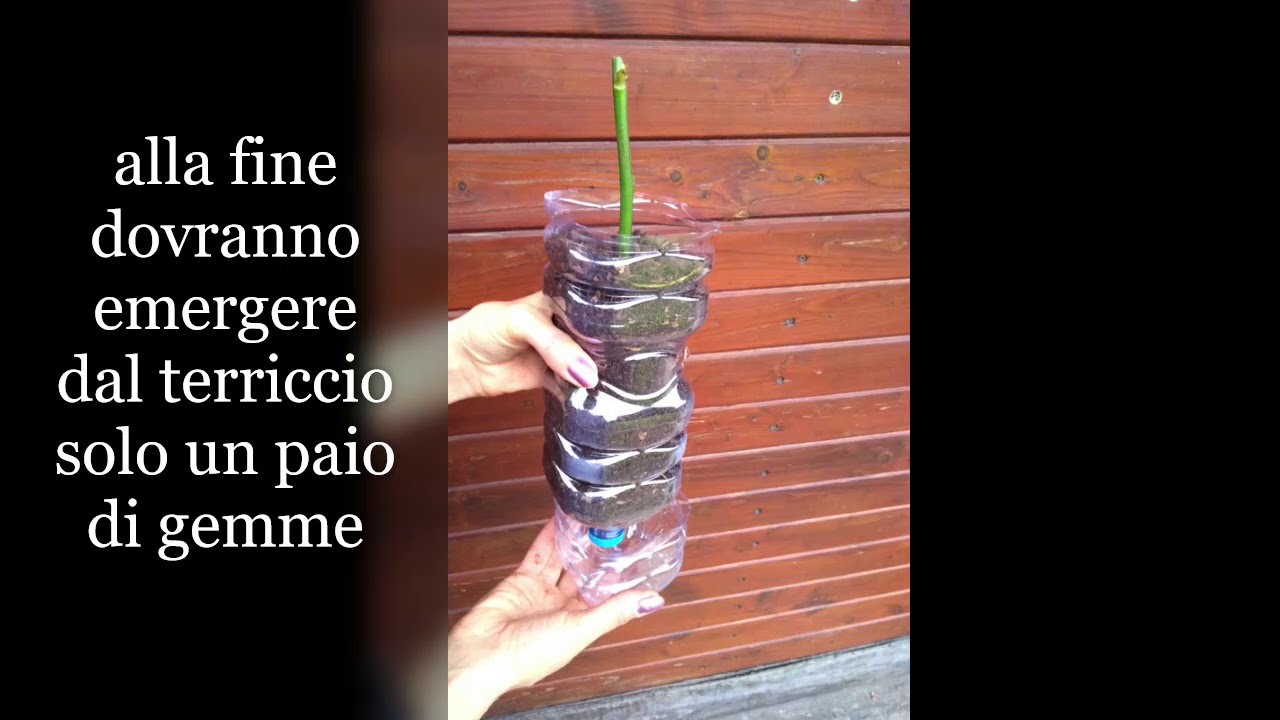 Taleaggio con il metodo Bottiglia Semenzaio ®