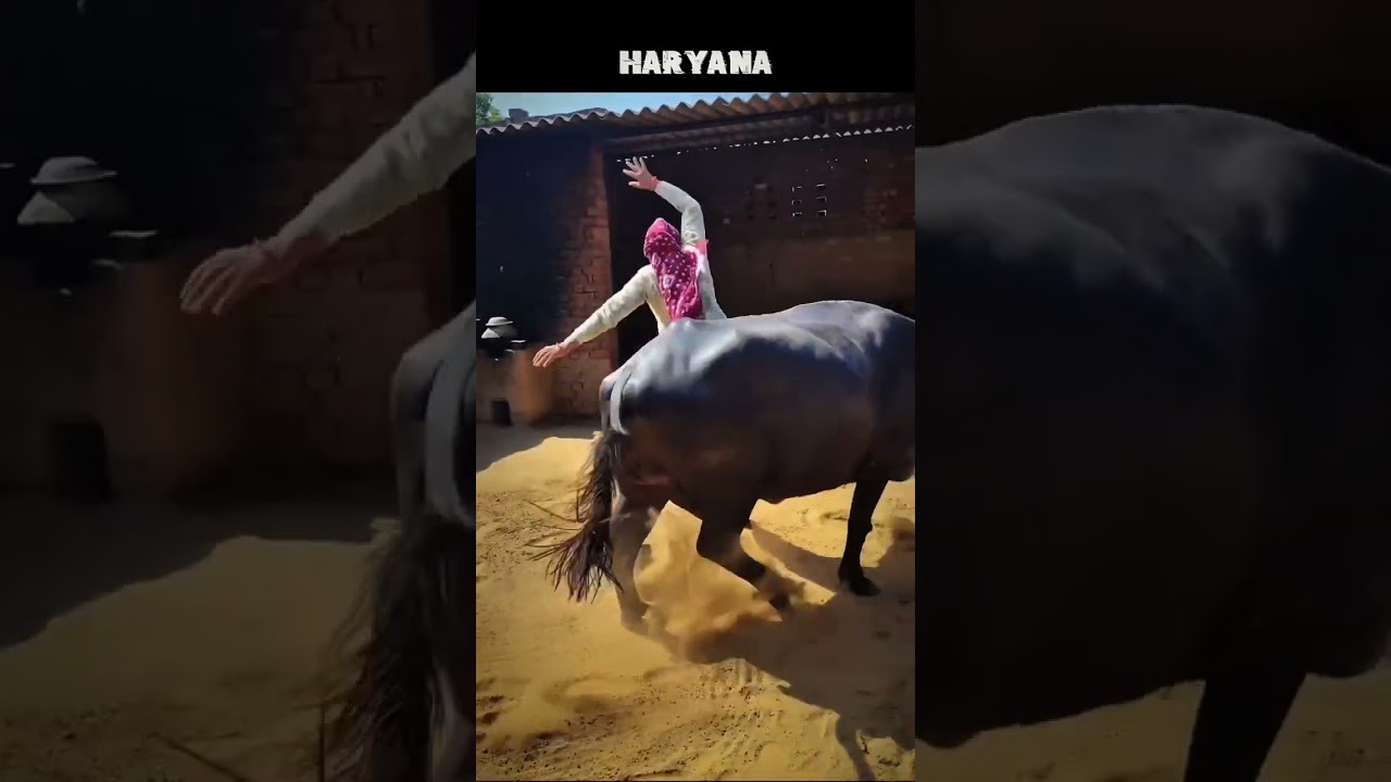 Welcome to Haryana 🚜💀 - Jaat Culture & Desi Life!