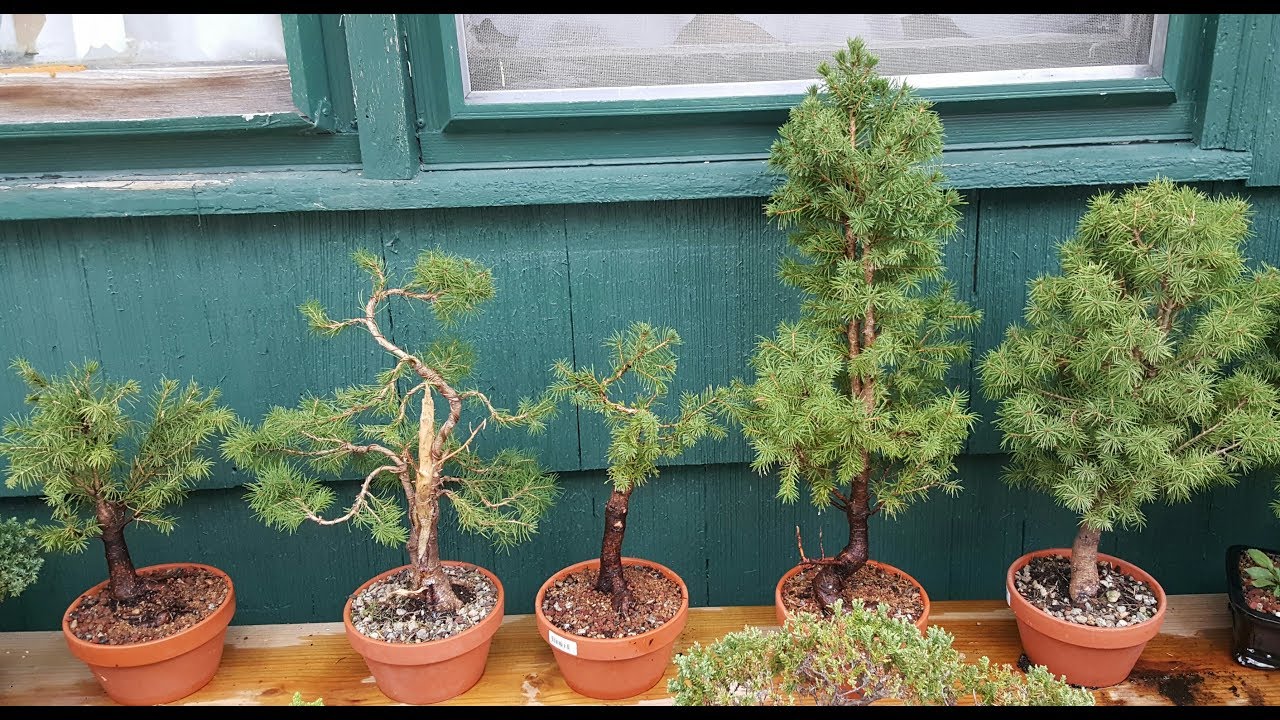 5 alberta spruce bonsai tree styles pt 2