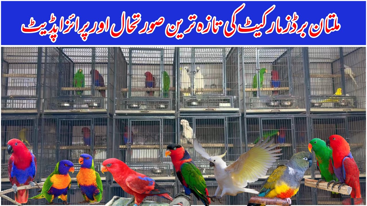 Birds Market Multan Pakistan | Birds Market Rasheedabad 20 October 2025 | Amman Kha