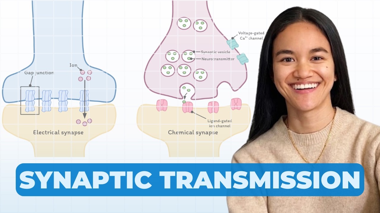 Synapses (Transmission): Electrical & Chemical | Neurology