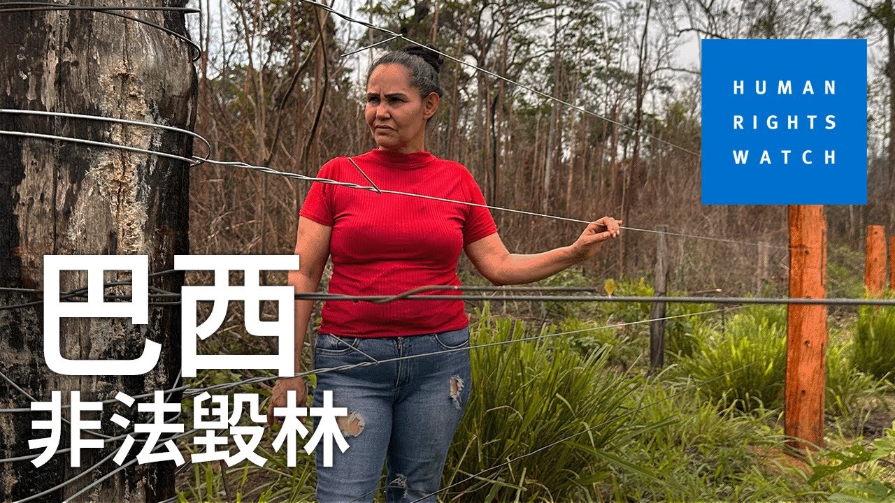巴西非法毀林