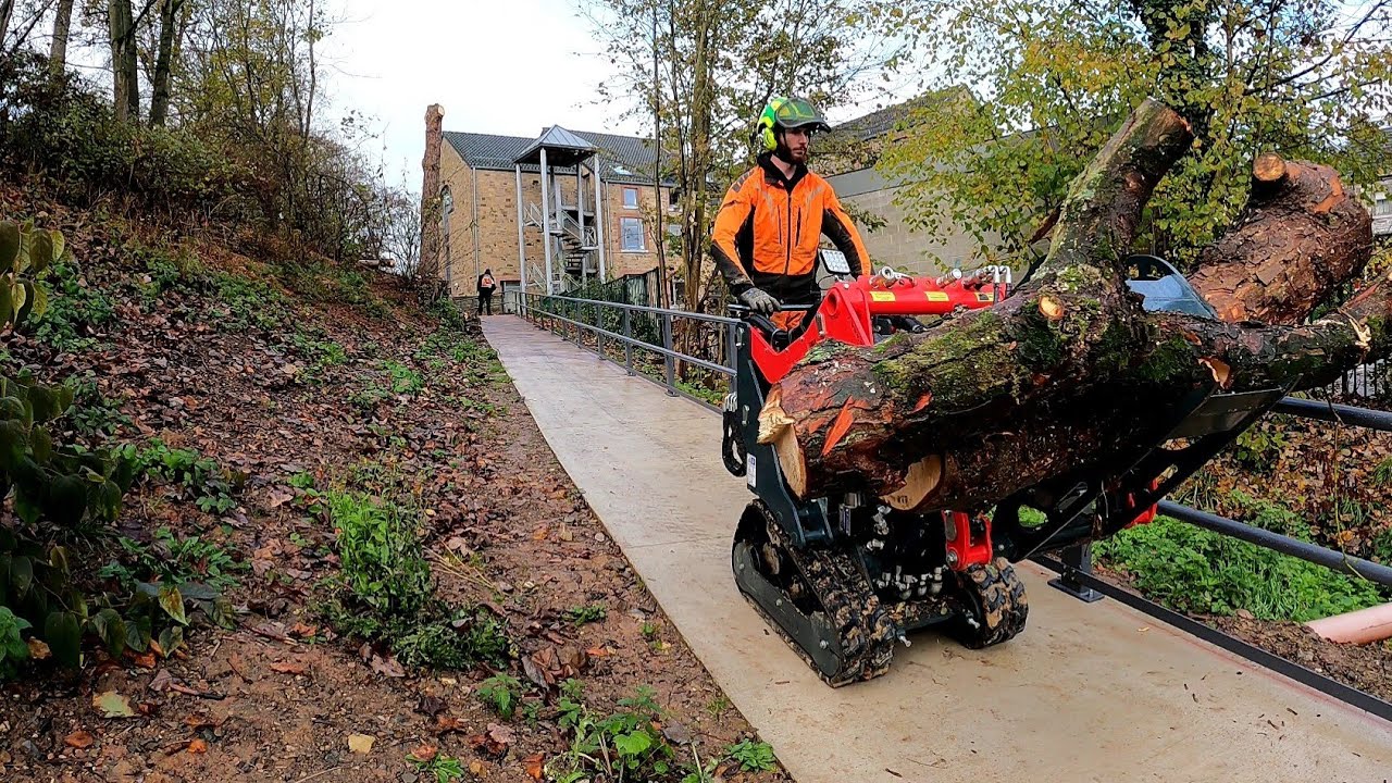DÉMONTAGE ET ABATTAGE AVEC RÉTENTION D'UN MARRONNIER , MICROBULL STIHL MS 201