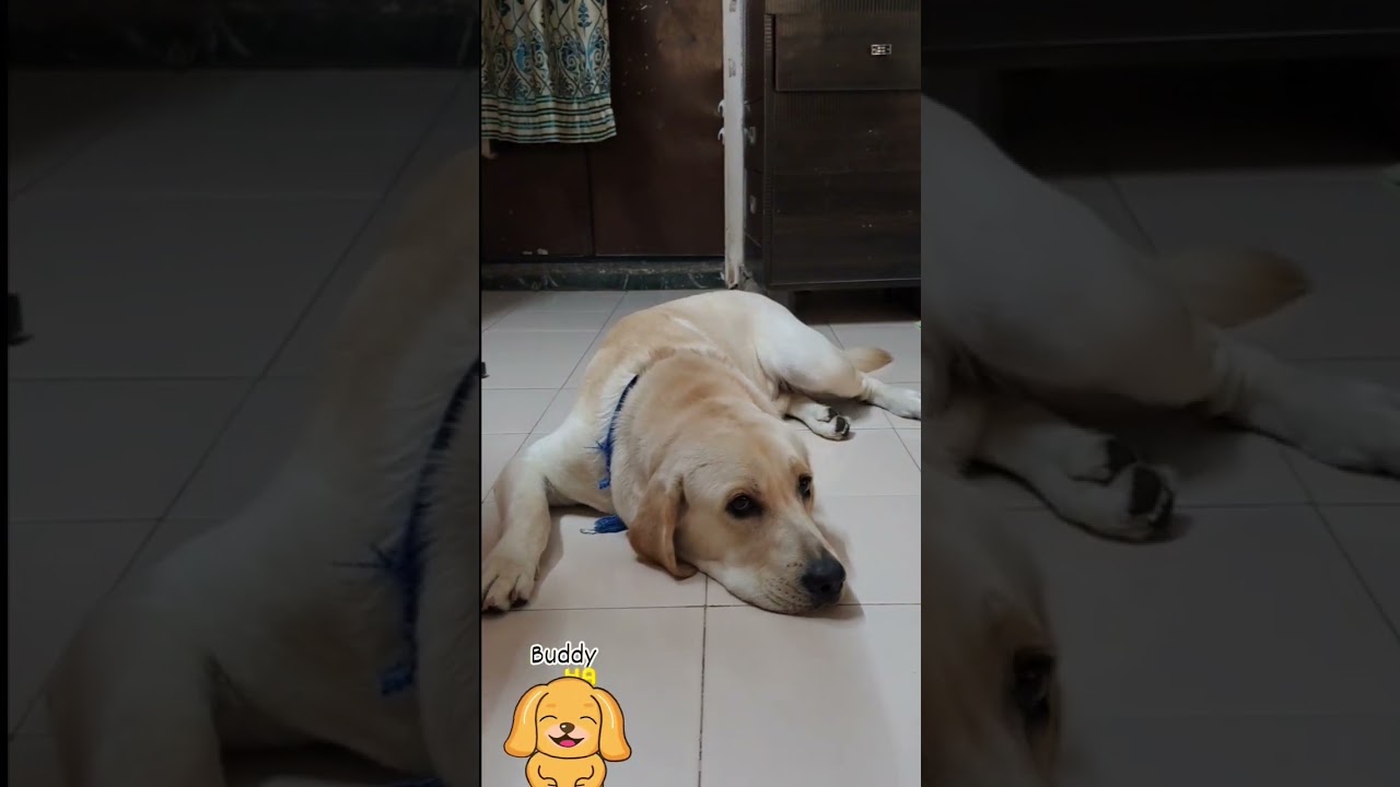 buddy #dog #shortsvideo #viral #trandingshorts #funydogvideo #shadi #2024 #labrador #dogfood #buddy