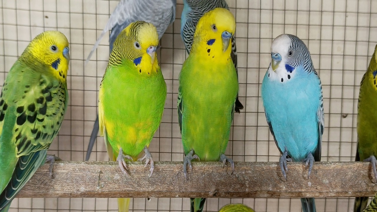12 hour Happy Budgies Singing All Day 🐦🎶 | Relaxing Bird Sound Therapy