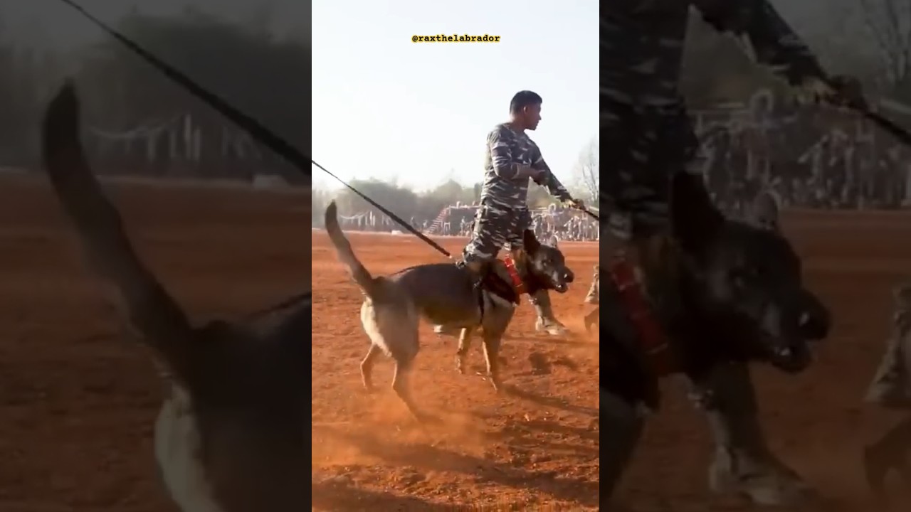 CRPF k9 dog training 🔥#shorts #army #youtube #crpf #cisf