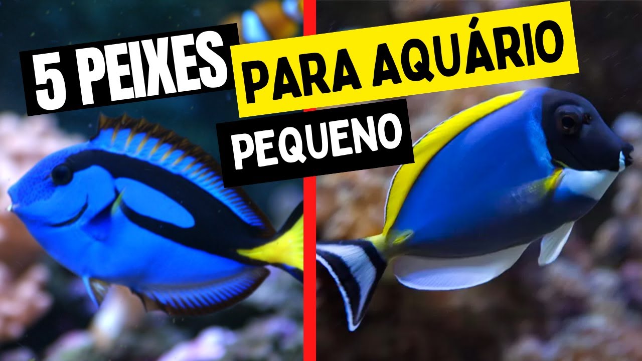 5 PEIXES MARINHOS PARA AQUÁRIOS PEQUENOS