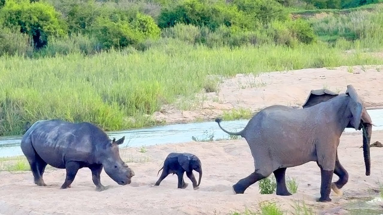 ELEPHANT leads her CALF across the Sand River and deals with 2 curious RHINOS