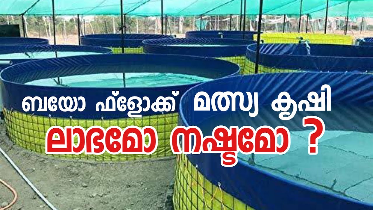 ബയോ ഫ്ലോക്ക് മത്സ്യകൃഷി നഷ്ടമാണോ ?