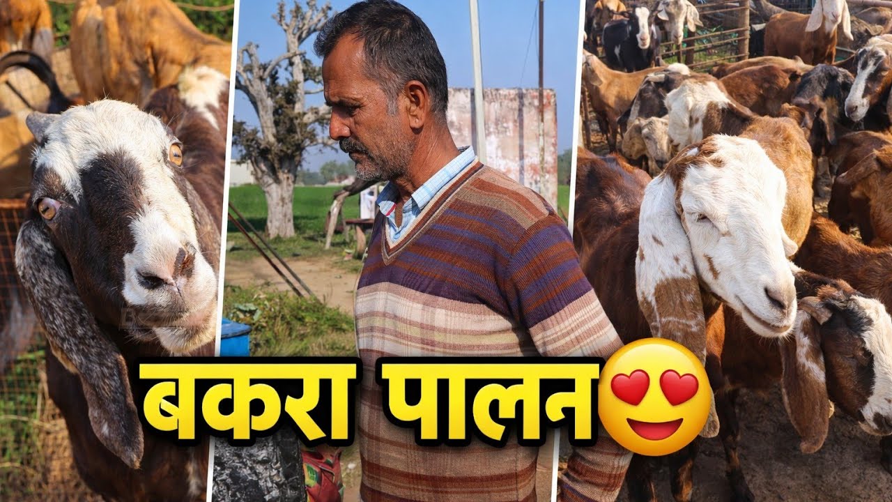 गांव में बकरा पालन कैसे होता है? सच्चाई 😱😨#farming #viral #villagelife #village #villagelifestyle 