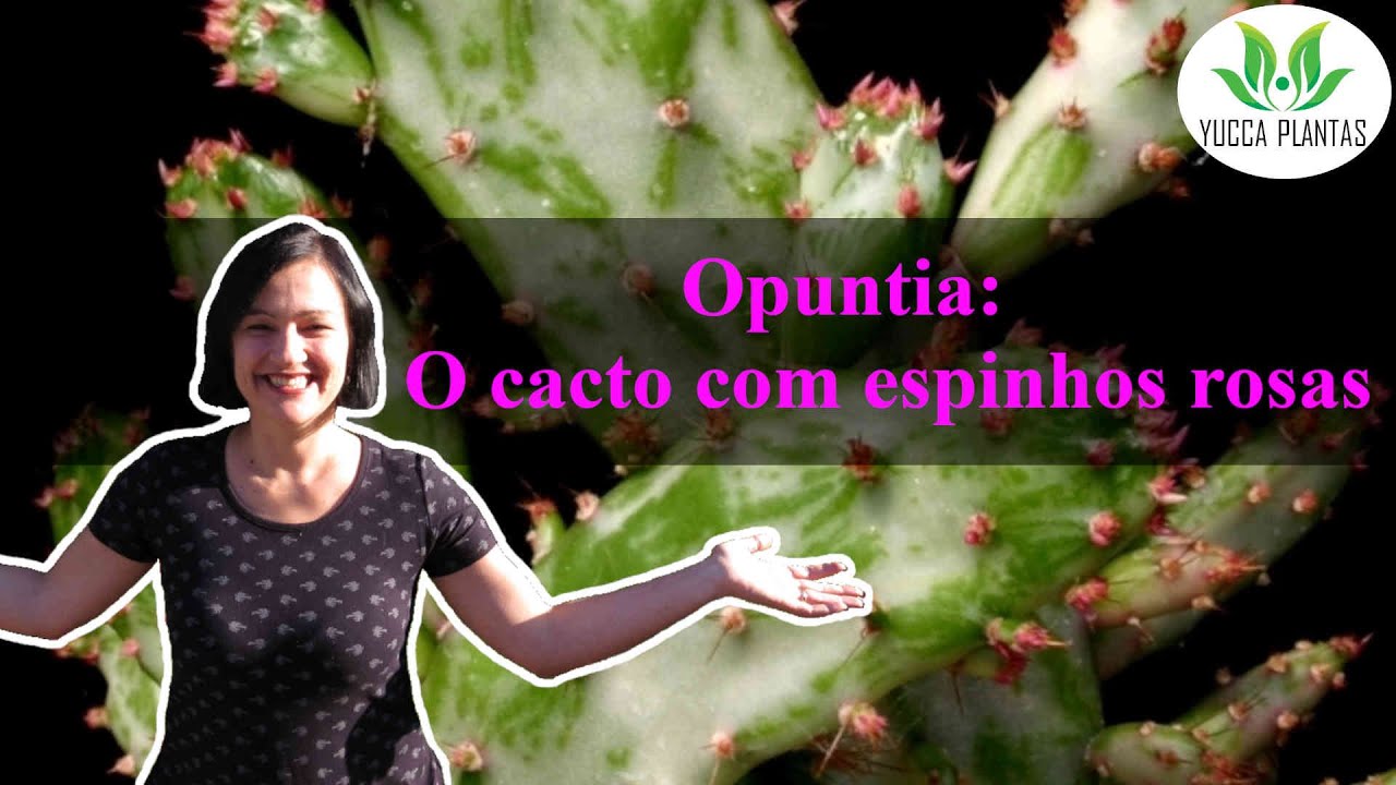 Cacto de espinhos rosas- Opuntia monachanta variegada