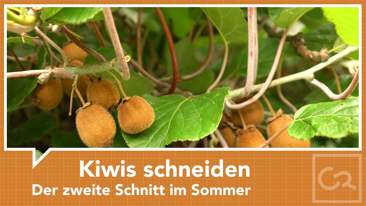 Kiwis schneiden - Der zweite Sommerschnitt
