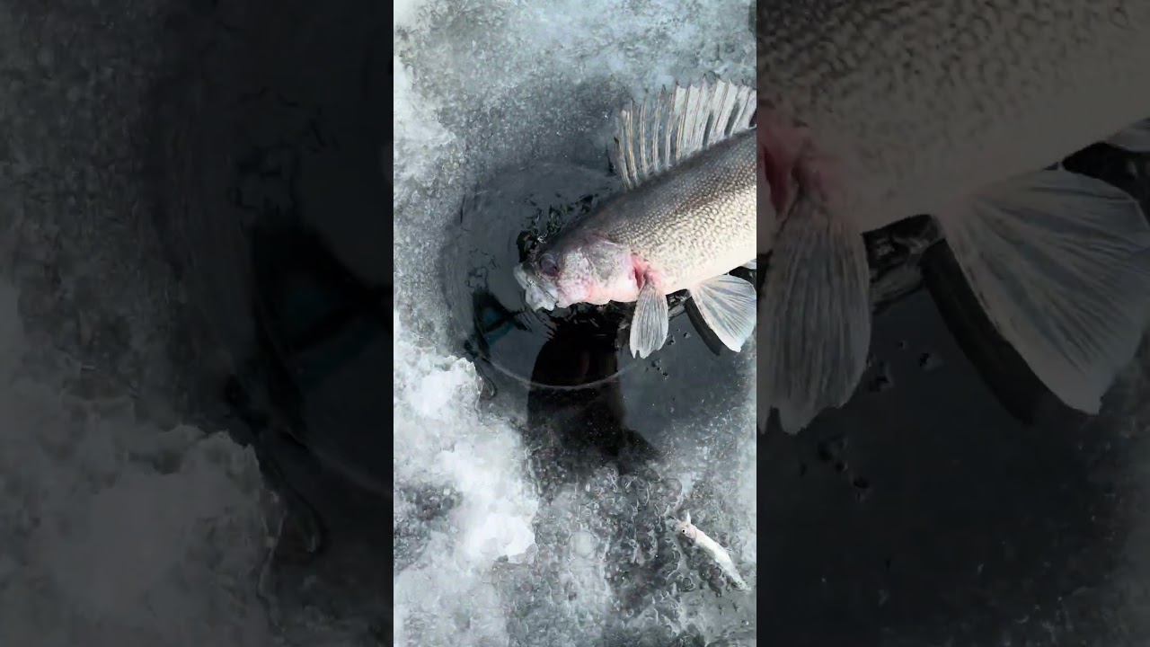 BEAUTIFUL OPENING DAY WALLEYE RELEASE!!