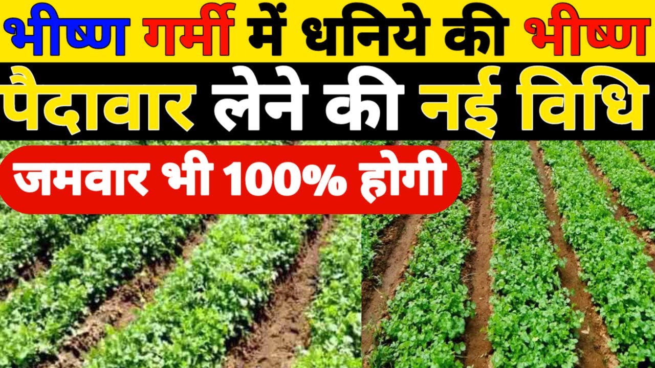 भीष्ण गर्मी में धनिये की भीष्ण पैदावार लेने की नई विधि|Dhaniya ki kheti|Dhaniya ki kheti kaise kare