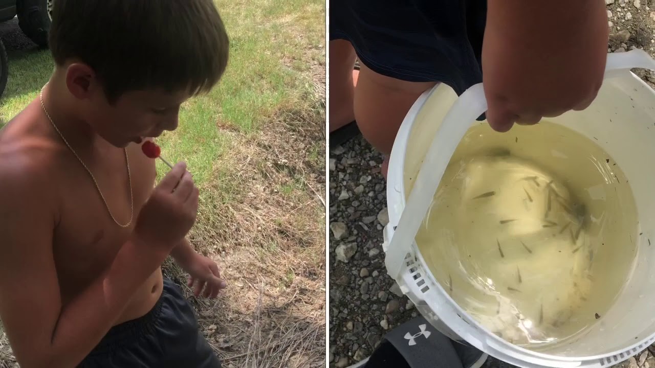 Catching Baby Catfish