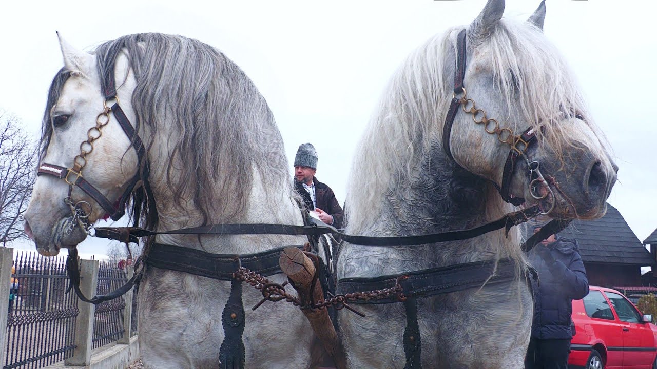 Armăsarii lui Ilie Huțan și Vasile Bădeliță de la Horodnic - Bucovina 2024