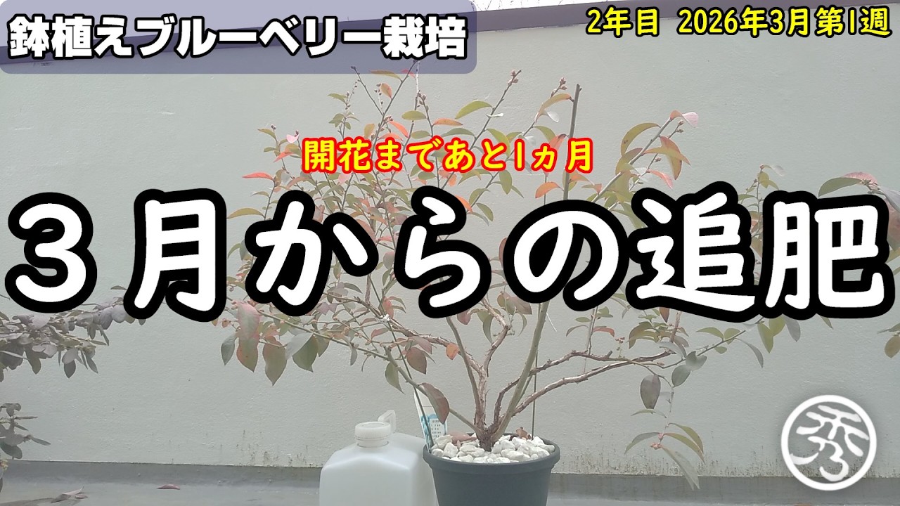鉢植えブルーベリー栽培3月の追肥