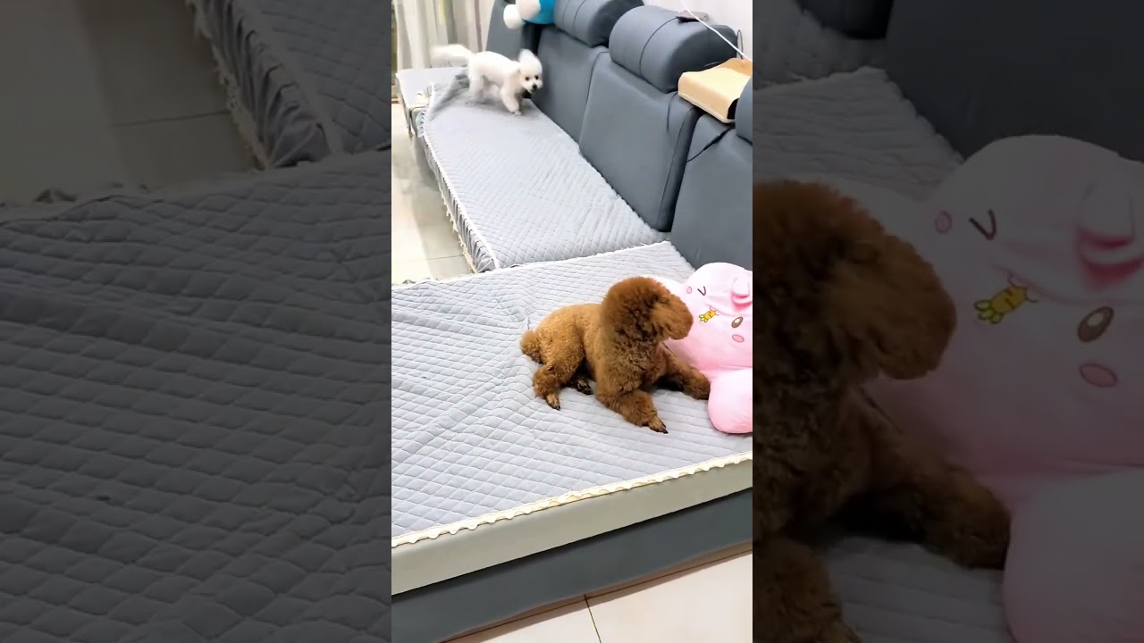 my funny dudu 😂🤣 #funnydudu #pets #dudu #funnyvideos #funnydudu #funny #cutedudu #bubududulover
