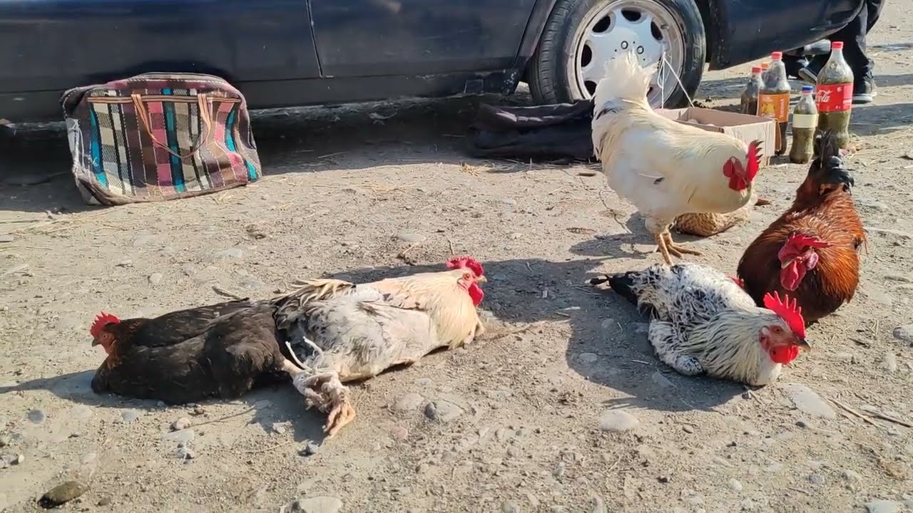 TOYUQ CÜCƏ BAZARİ FÜZULİ 21 APREL 2024 YENİ VİDEO ÇƏKİLİŞ