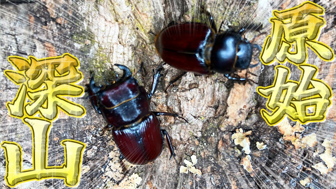 部屋のスミで忘れていた『幻のクワガタ』が沢山増えていたので、割り出してみたら…？