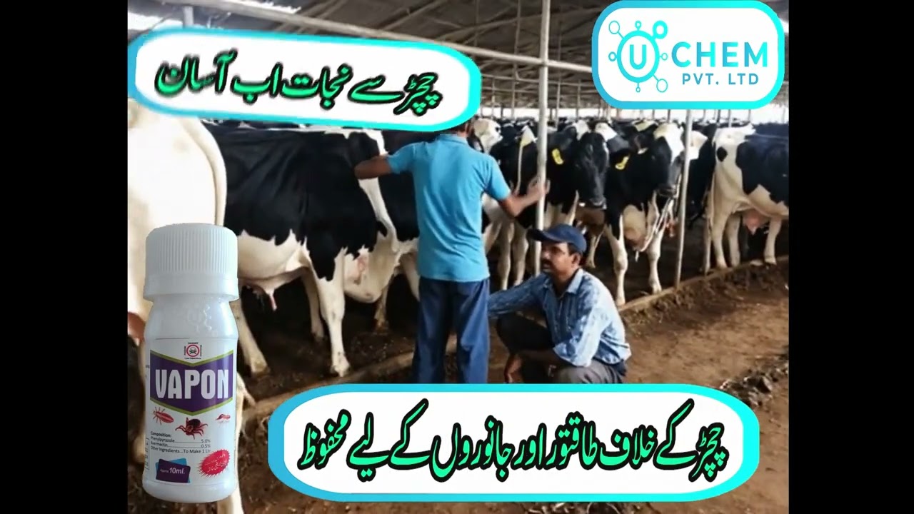 Vapon: The Best Solution for Chichar on Farm Animal Skin | U Chem Pvt Ltd