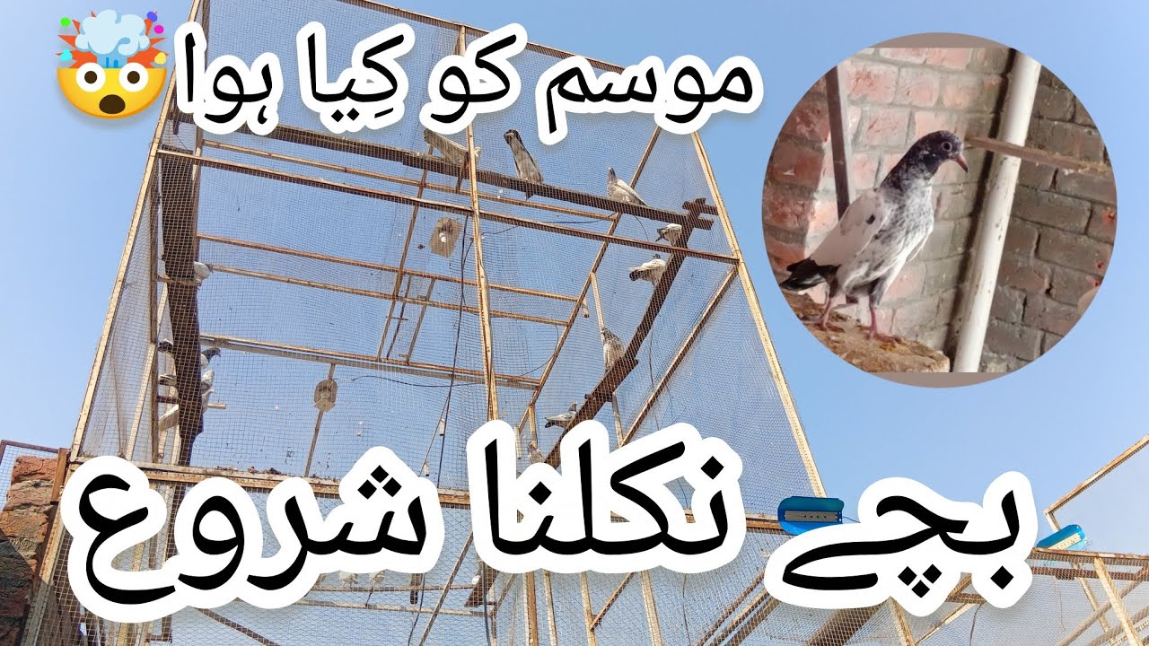 Breeding K Liye Bache Rocky | Home Breeding Setup MASHA ALLAH | Pigeon Baby For Sale Location Lahore