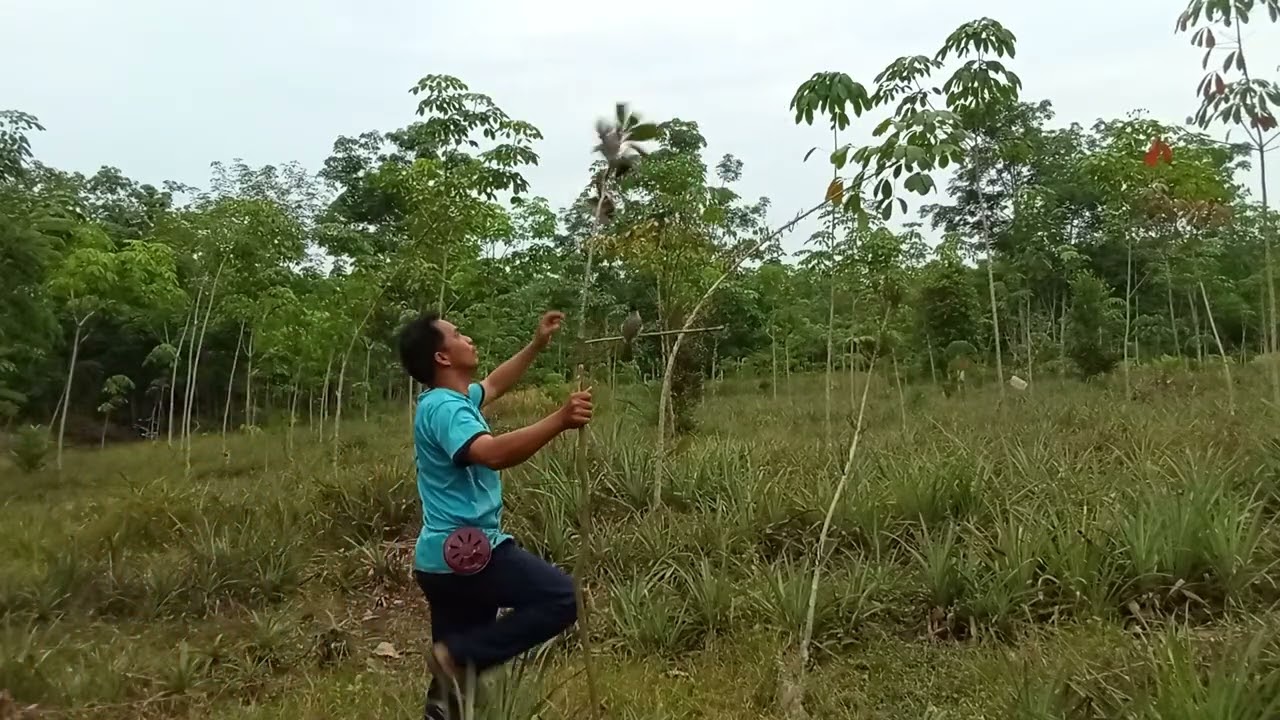 Mikat kutilang langsung poin 3 sekaligus