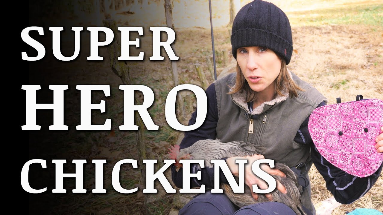 Our Chickens Got SUPER HERO Capes! (hen saddles)