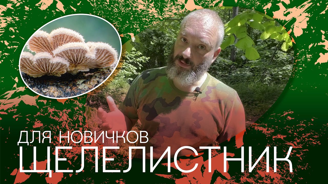 Для новичков: Щелелистник, гриб-энтеоген, который проникает в мозг! Михаил Вишневский