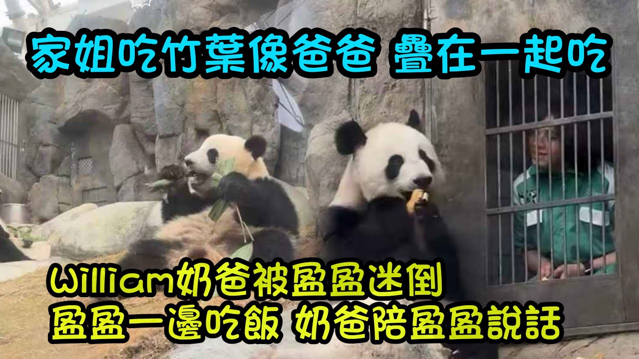 盈盈和家姐細佬坐在一齊吃竹葉的溫馨畫面，家姐吃竹葉像爸爸，要碼好才吃，William奶爸好衝盈盈，一臉寵溺給盈盈投餵竹筍  #大熊貓家姐細佬