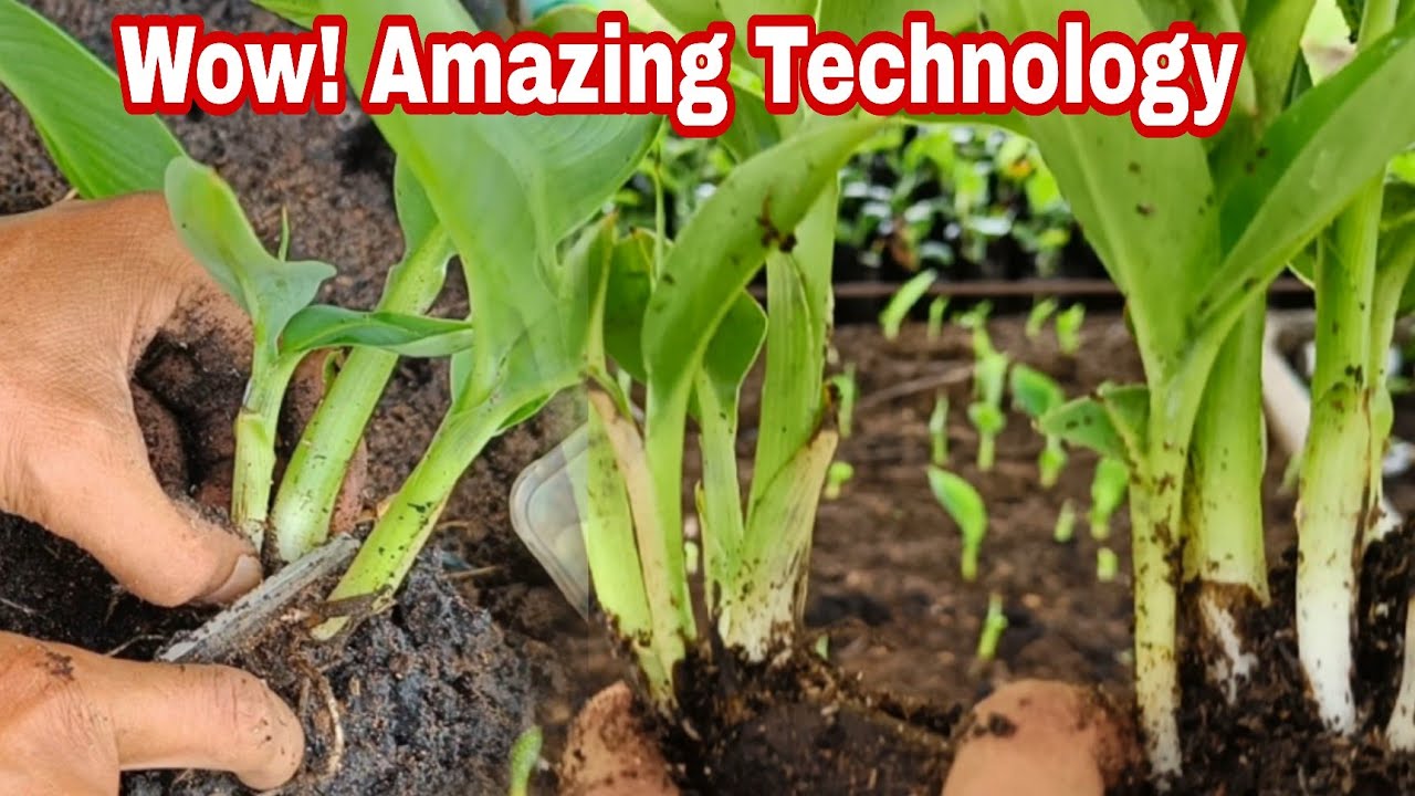 AMAZING TECHNIQUES LAKATAN MACRO PROPAGATION.