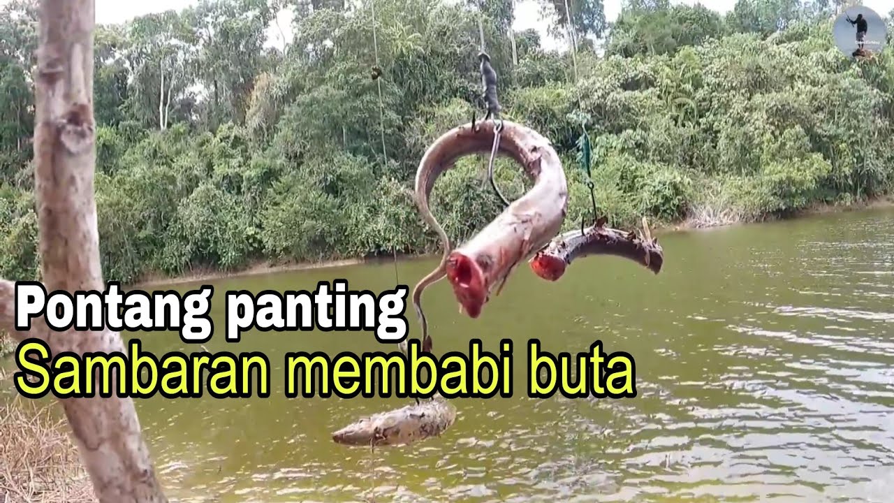 Tercium amisnya umpan hewan buas langsung menyambar 