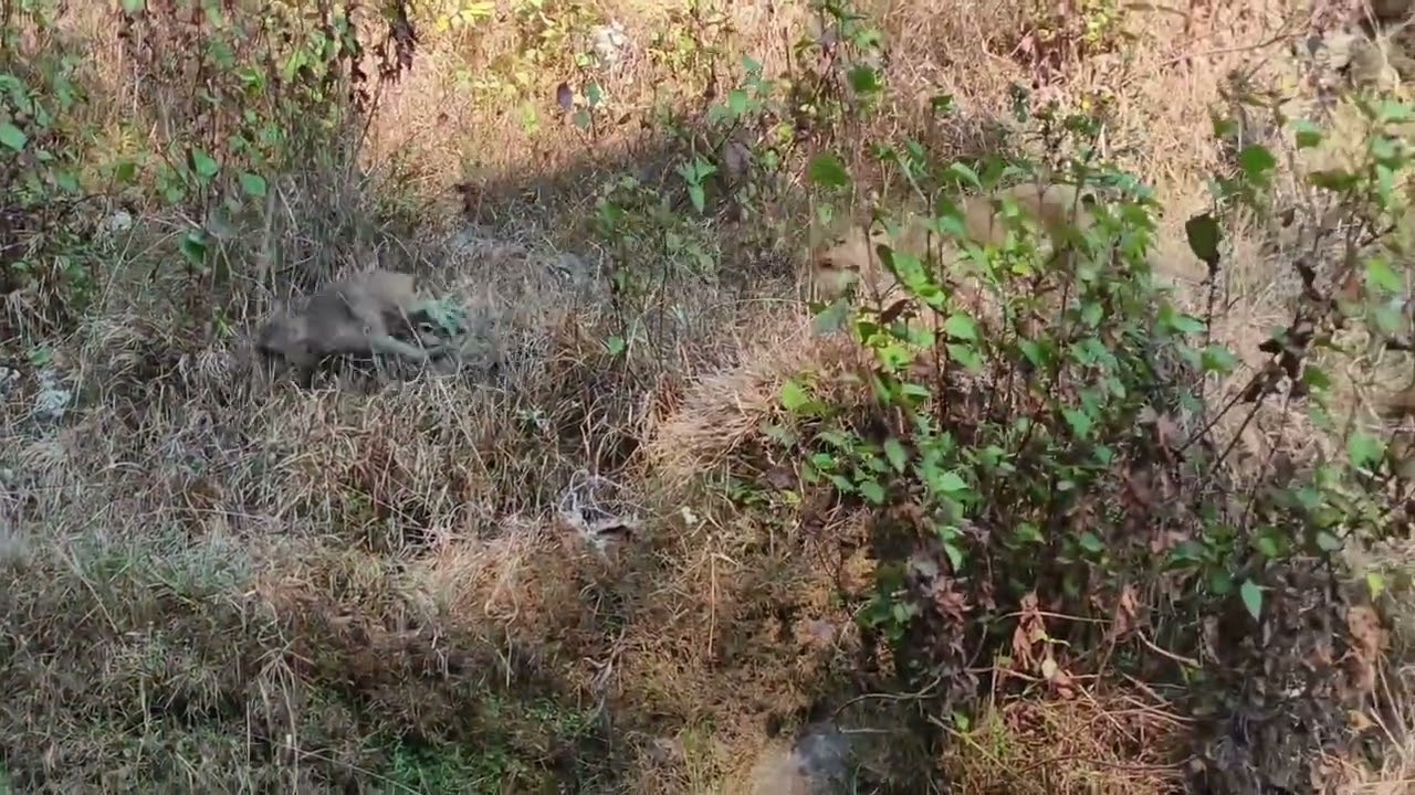बंदरों की बारात।