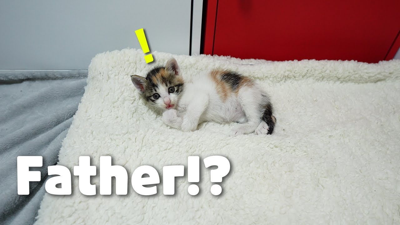 What Does a Kitten Do When She First See me After Waking up!?